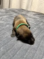 Dark green, a male Belgian Malinois for sale in Oak Forest, IL – 3 of 3
