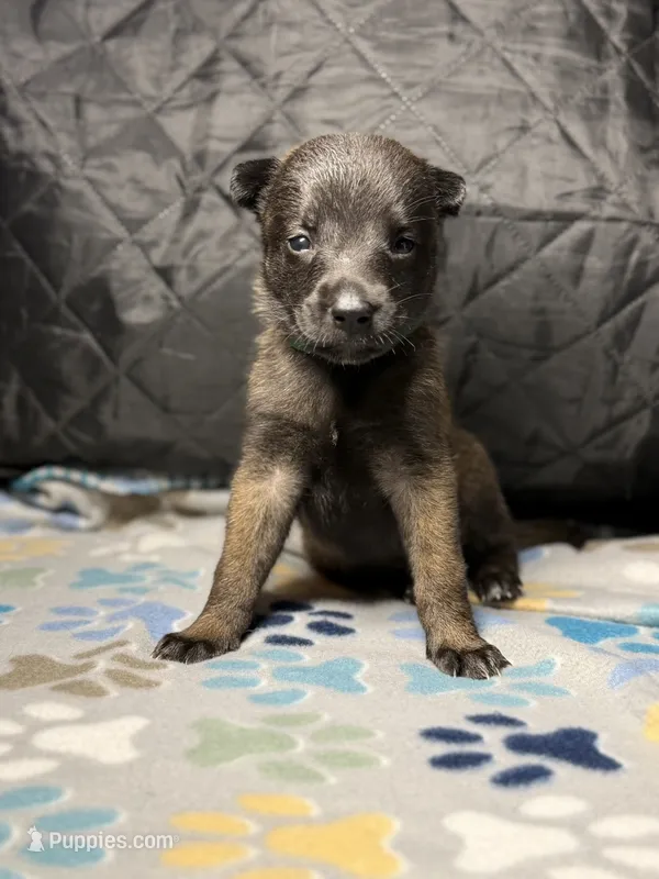 Dark green – Belgian Malinois puppy for sale in Oak Forest, IL