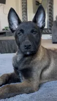 Red collar , a male Belgian Malinois for sale in Oak Forest, IL – Photo 2 of 9