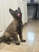 Red collar , a male Belgian Malinois for sale in Oak Forest, IL – Photo 6 of 9