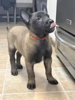 Red collar , a male Belgian Malinois for sale in Oak Forest, IL – Photo 8 of 9