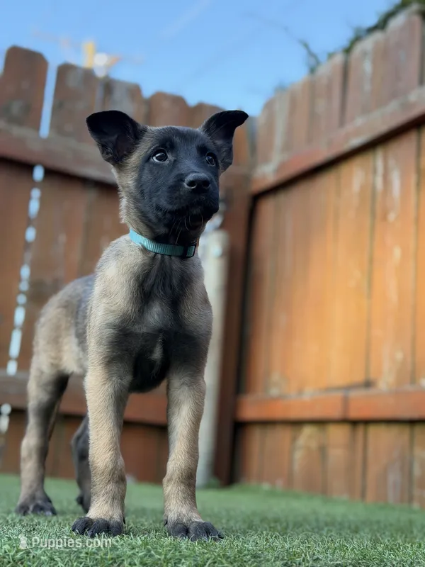 Teal – Belgian Malinois puppy for sale in Oak Forest, IL
