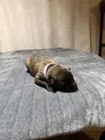 Purple, a female Belgian Malinois for sale in Oak Forest, IL – 5 of 5