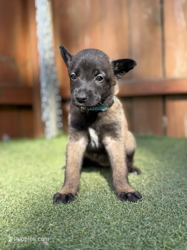 Teal – Belgian Malinois puppy on hold in Oak Forest, IL