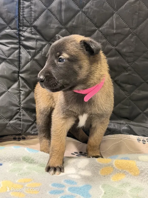Pink – Belgian Malinois puppy for sale in Oak Forest, IL