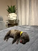 Yellow , a female Belgian Malinois for sale in Oak Forest, IL – 2 of 2