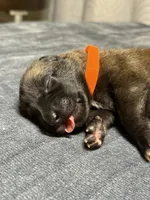 Orange , a male Belgian Malinois for sale in Oak Forest, IL – 4 of 5
