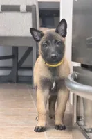 Yellow , a female Belgian Malinois for sale in Oak Forest, IL – Photo 4 of 5