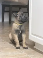 Yellow , a female Belgian Malinois for sale in Oak Forest, IL – Photo 5 of 5