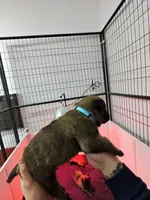 Teal, a male Belgian Malinois for sale in Oak Forest, IL – Photo 1 of 2