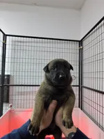 Teal, a male Belgian Malinois for sale in Oak Forest, IL – Photo 2 of 2