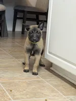 Yellow , a female Belgian Malinois for sale in Oak Forest, IL – Photo 2 of 5