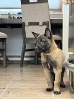 Yellow , a female Belgian Malinois for sale in Oak Forest, IL – Photo 1 of 5