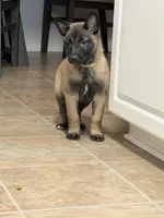 Yellow , a female Belgian Malinois for sale in Oak Forest, IL – Photo 3 of 5