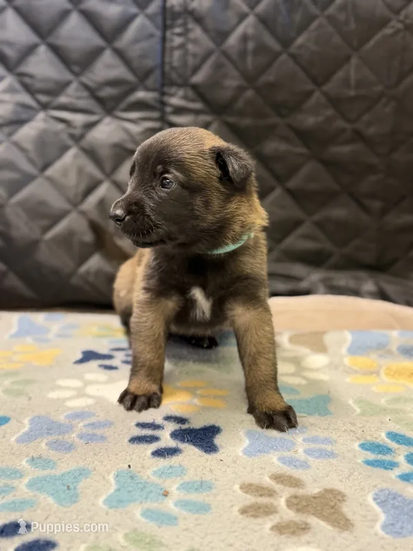 Teal – Belgian Malinois puppy on hold in Oak Forest, IL