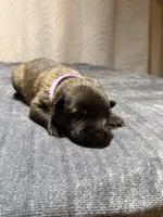 Purple, a female Belgian Malinois for sale in Oak Forest, IL – 3 of 5