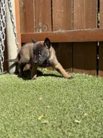 Green, a male Belgian Malinois for sale in Oak Forest, IL – 2 of 5