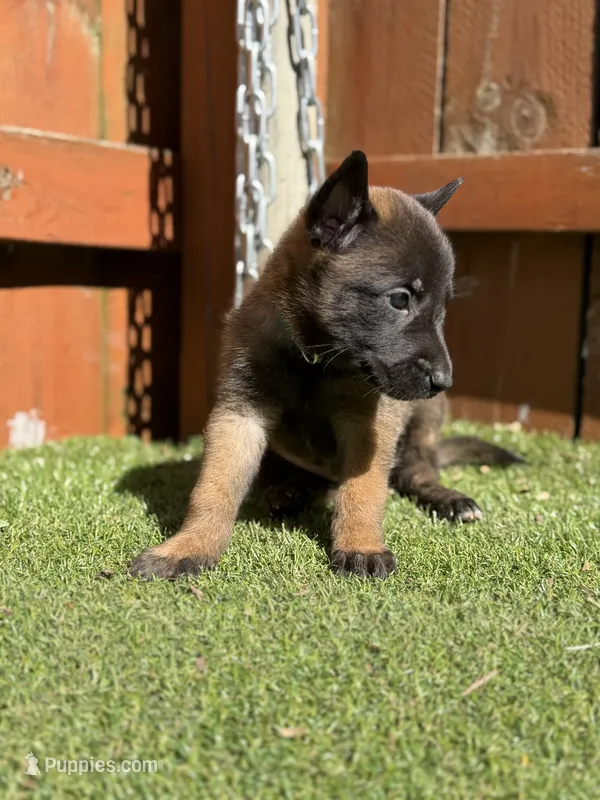 Green – Belgian Malinois puppy for sale in Oak Forest, IL