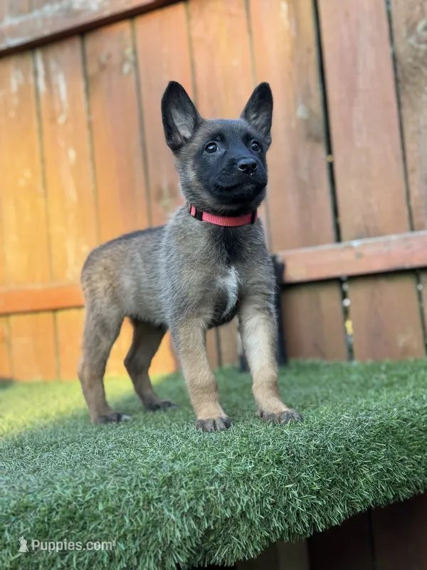 Pink – Belgian Malinois puppy for sale in Oak Forest, IL