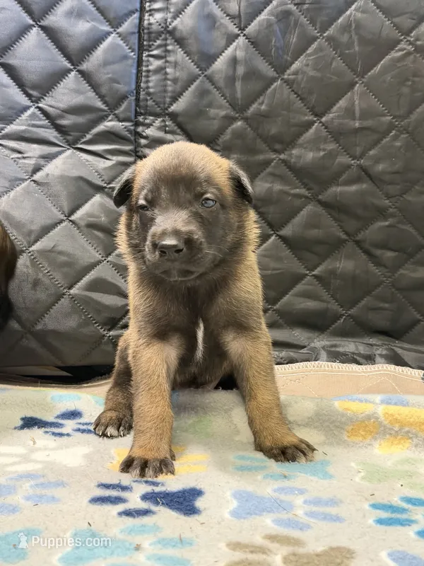 Orange  – Belgian Malinois puppy for sale in Oak Forest, IL