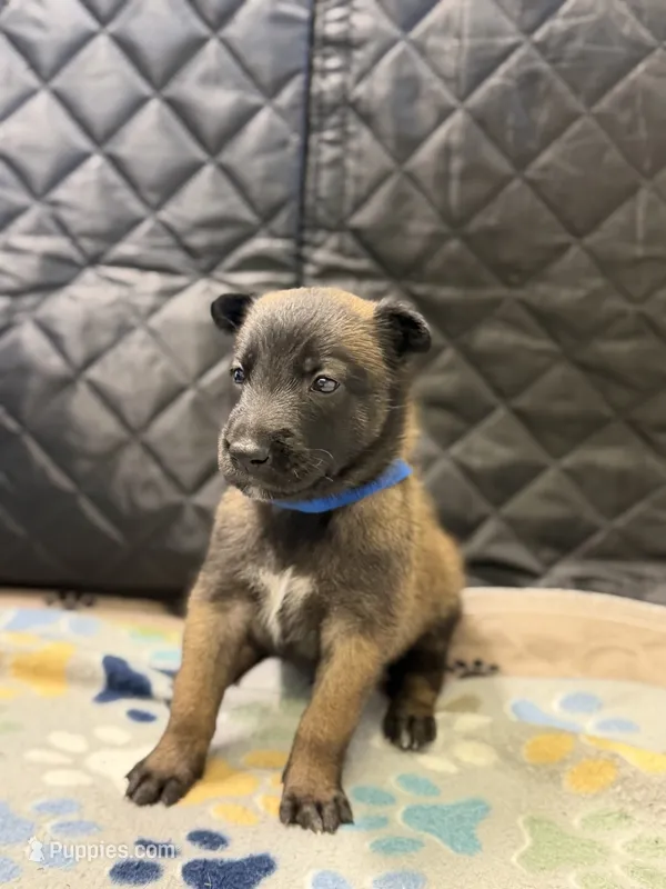 Blue  – Belgian Malinois puppy on hold in Oak Forest, IL