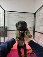 Grey, a female Belgian Malinois for sale in Oak Forest, IL – Photo 2 of 2