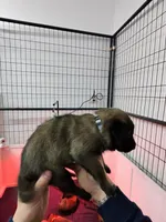 Grey, a female Belgian Malinois for sale in Oak Forest, IL – Photo 1 of 2