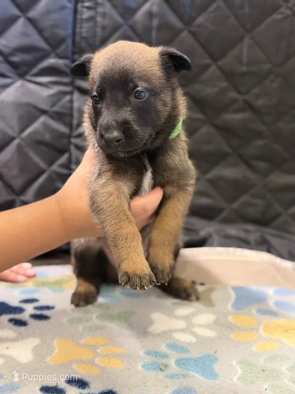 Green – Belgian Malinois puppy for sale in Oak Forest, IL