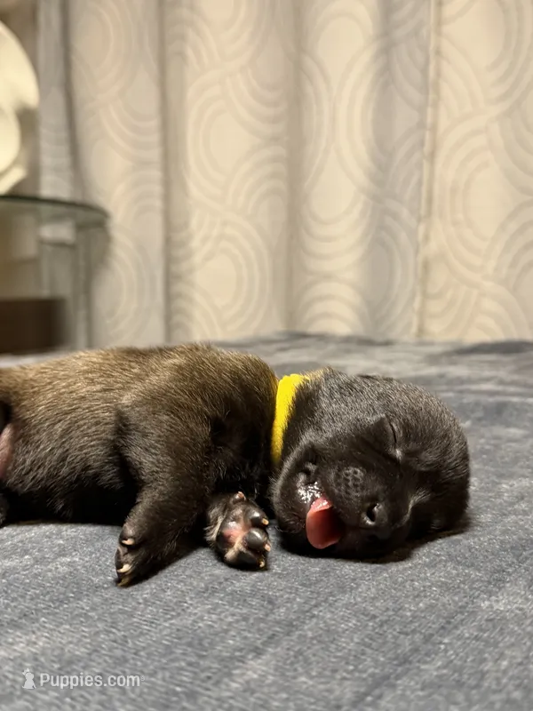 Yellow  – Belgian Malinois puppy for sale in Oak Forest, IL