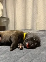 Yellow , a female Belgian Malinois for sale in Oak Forest, IL – 1 of 2