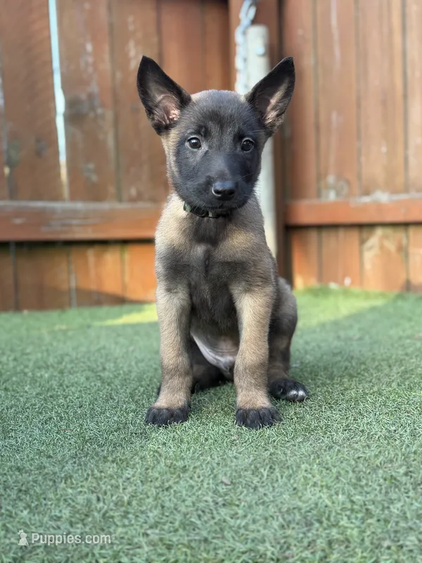 Green – Belgian Malinois puppy for sale in Oak Forest, IL