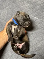 Blue , a male Belgian Malinois for sale in Oak Forest, IL – 3 of 5