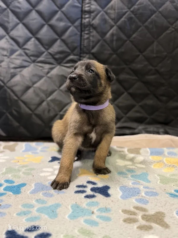 Purple – Belgian Malinois puppy for sale in Oak Forest, IL