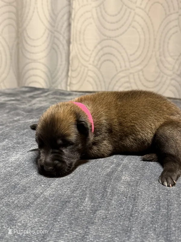Pink – Belgian Malinois puppy for sale in Oak Forest, IL