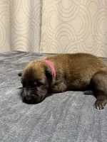 Pink, a female Belgian Malinois for sale in Oak Forest, IL – 1 of 4