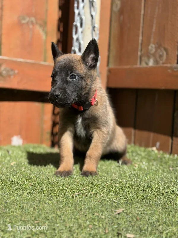 Red – Belgian Malinois puppy for sale in Oak Forest, IL