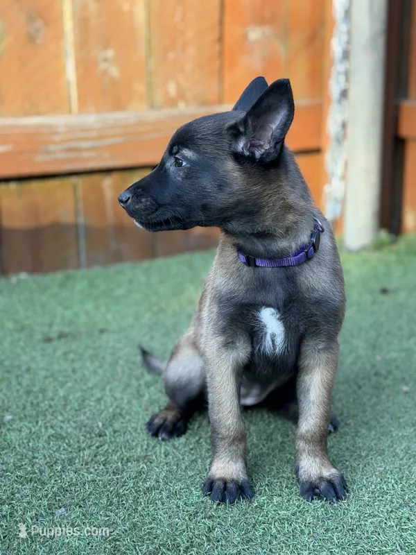Purple – Belgian Malinois puppy for sale in Oak Forest, IL