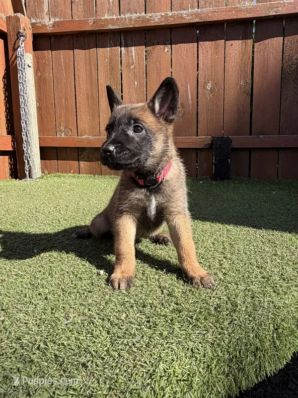 Pink – Belgian Malinois puppy for sale in Oak Forest, IL
