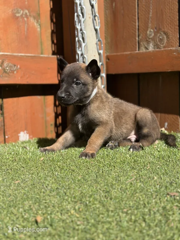 Grey – Belgian Malinois puppy for sale in Oak Forest, IL