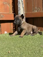 Grey, a male Belgian Malinois for sale in Oak Forest, IL – 1 of 4