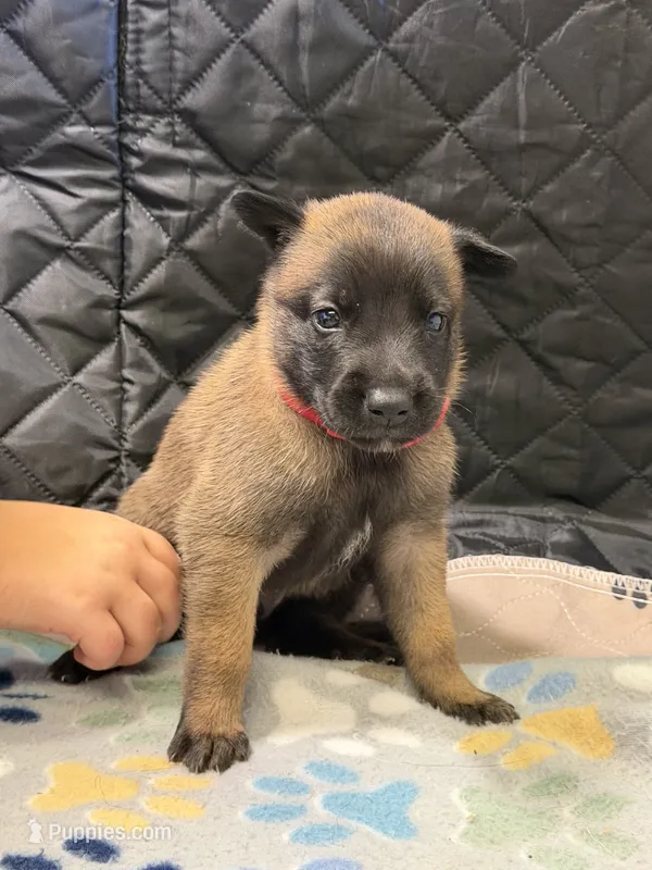 Red – Belgian Malinois puppy for sale in Oak Forest, IL