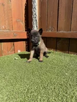 Green, a male Belgian Malinois for sale in Oak Forest, IL – 5 of 5