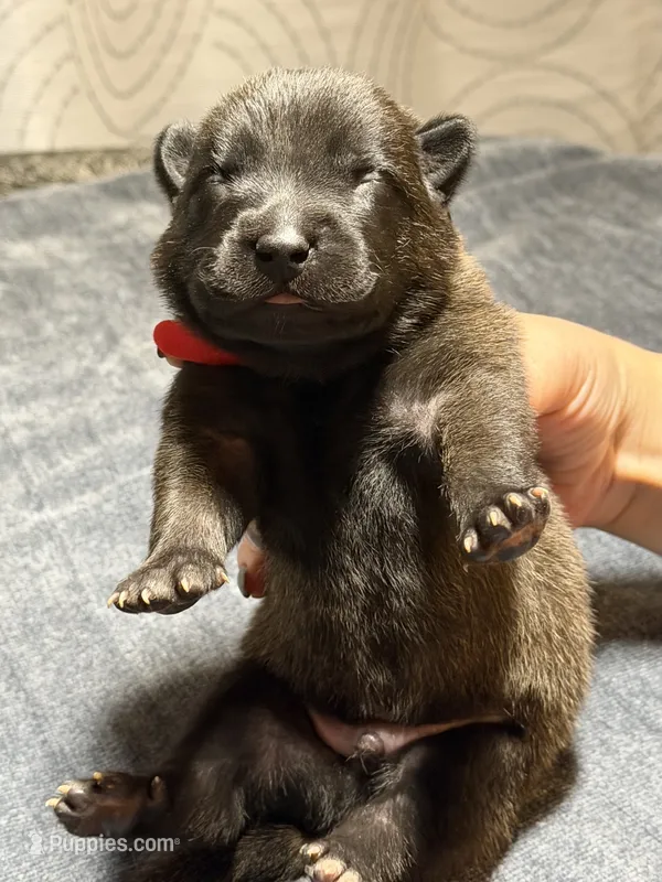 Red – Belgian Malinois puppy for sale in Oak Forest, IL