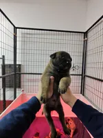 Blue , a male Belgian Malinois for sale in Oak Forest, IL – Photo 2 of 2