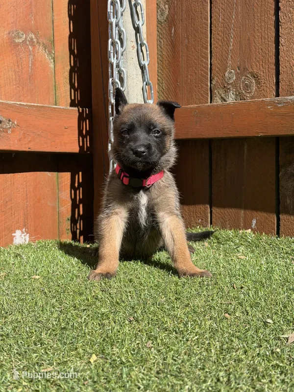 Pink – Belgian Malinois puppy for sale in Oak Forest, IL