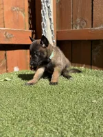 Green, a male Belgian Malinois for sale in Oak Forest, IL – 3 of 5