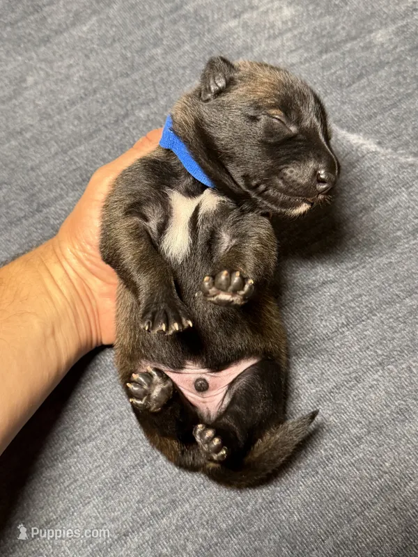 Blue  – Belgian Malinois puppy for sale in Oak Forest, IL