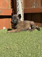 Grey, a male Belgian Malinois for sale in Oak Forest, IL – 2 of 4