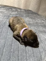 Purple, a female Belgian Malinois for sale in Oak Forest, IL – 4 of 5