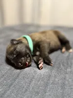 Teal, a female Belgian Malinois for sale in Oak Forest, IL – 4 of 4